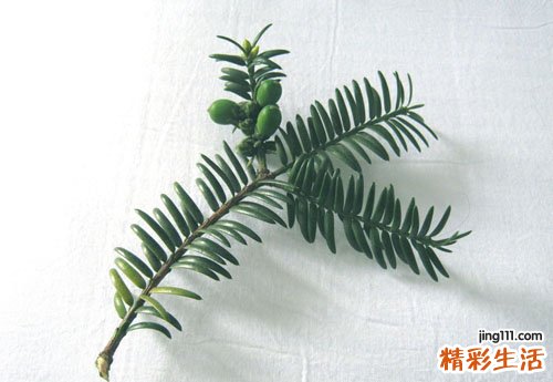 脚气痒的厉害怎么止痒