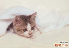 养猫容易得什么皮肤病 赶紧看看你是不是感染猫病了！