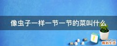 像虫子一样一节一节的菜叫什么