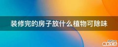 装修完的房子放什么植物可除味