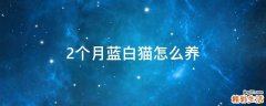 2个月蓝白猫怎么养