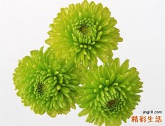 芦荟能治烧伤吗 芦荟能治烧伤烫伤吗