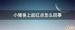 小猪身上起红点怎么回事