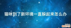 猫咪到了新环境一直躲起来怎么办