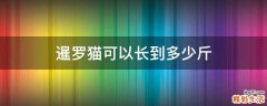暹罗猫可以长到多少斤