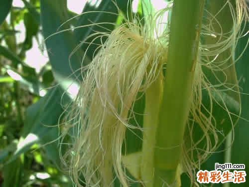 荨麻疹食疗