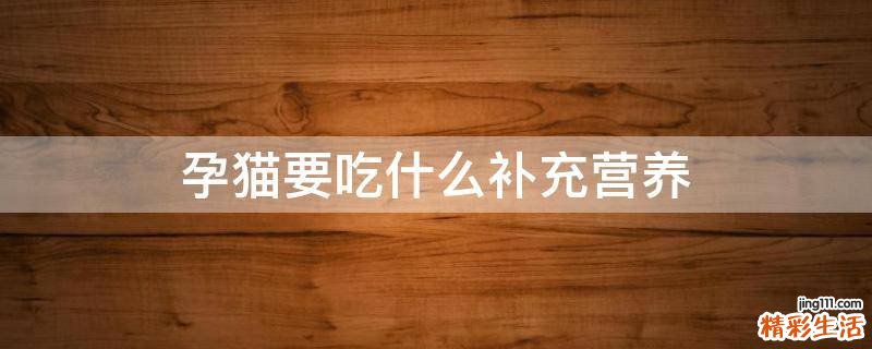 孕猫要吃什么补充营养