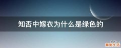 知否中嫁衣为什么是绿色的