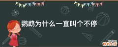 鹦鹉为什么一直叫个不停