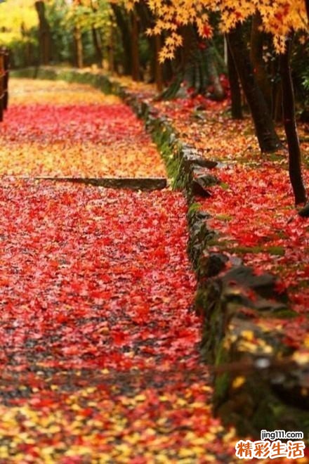 密花草