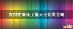 发财树冻死了春天还能发芽吗