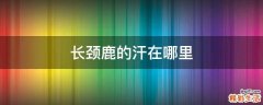 长颈鹿的汗在哪里