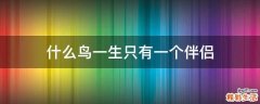 什么鸟一生只有一个伴侣