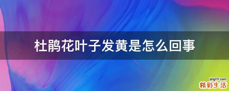 杜鹃花叶子发黄是怎么回事