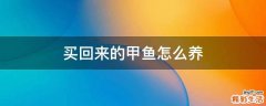 买回来的甲鱼怎么养