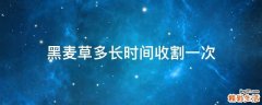 黑麦草多长时间收割一次