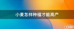 小麦怎样种植才能高产