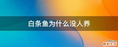 白条鱼为什么没人养