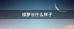 绿萝长什么样子