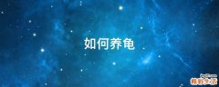 如何养龟