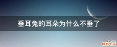 垂耳兔的耳朵为什么不垂了