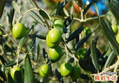 晕车了怎么办才会舒服点 晕车后难受怎么办