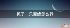 抓了一只蜜蜂怎么养