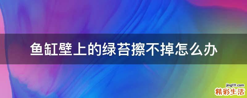 鱼缸壁上的绿苔擦不掉怎么办