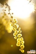 如何祛除雀斑_祛除雀斑的方法