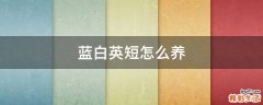 蓝白英短怎么养