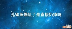 孔雀鱼爆缸了是直接扔掉吗