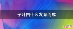 子叶由什么发育而成