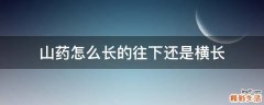 山药怎么长的往下还是横长