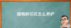 腊梅鲜切花怎么养护