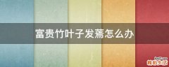 富贵竹叶子发蔫怎么办