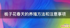 栀子花春天的养殖方法和注意事项