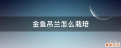 金鱼吊兰怎么栽培