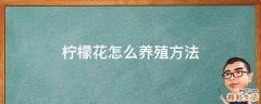 柠檬花怎么养殖方法