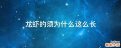 龙虾的须为什么这么长