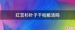 红豆杉叶子干枯能活吗