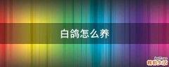 白鸽怎么养