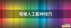 母猪人工配种技巧