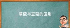 草蔻与豆蔻的区别