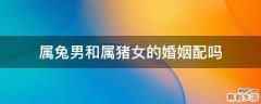 属兔男和属猪女的婚姻配吗