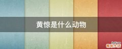 黄惊是什么动物