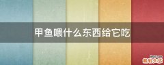 甲鱼喂什么东西给它吃