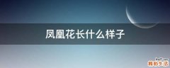 凤凰花长什么样子