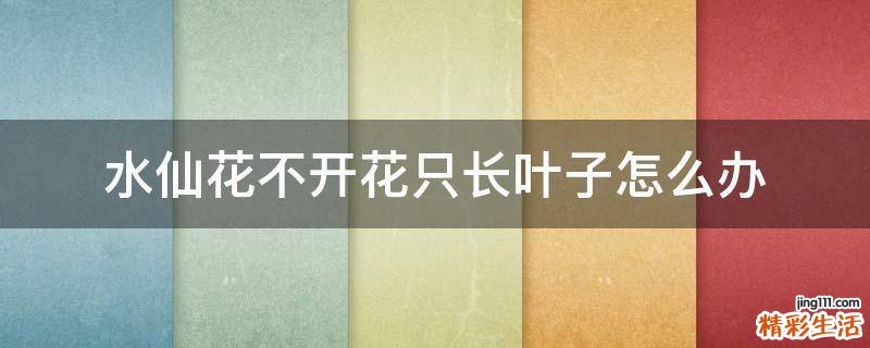 水仙花不开花只长叶子怎么办