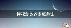 梅花怎么养家庭养法