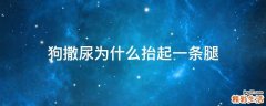 狗撒尿为什么抬起一条腿